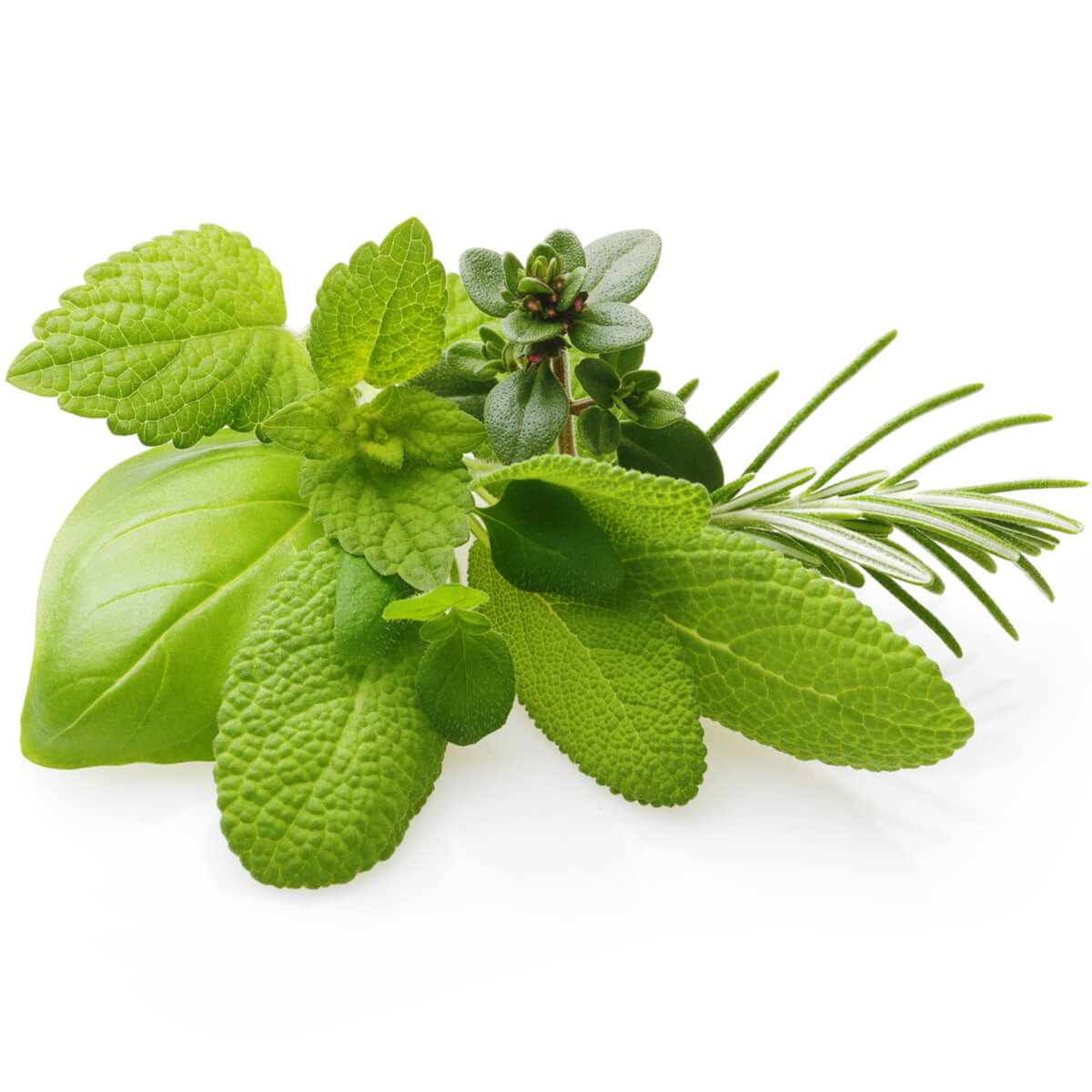 Fresh Herbs