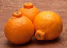 Mandarins Dekopon - Sumo Mandi