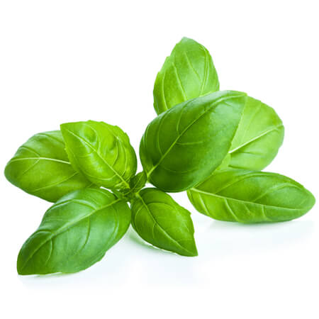 Basil