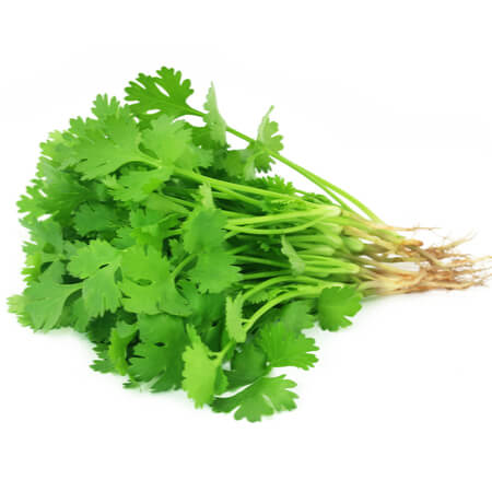 Coriander