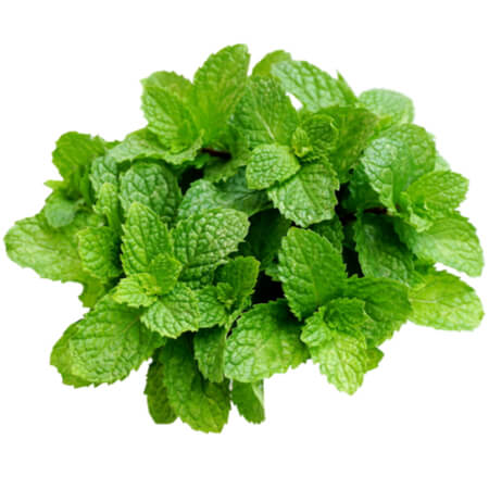 Mint