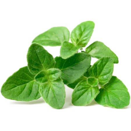 Oregano Bunch