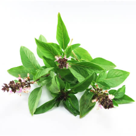 Thai Basil