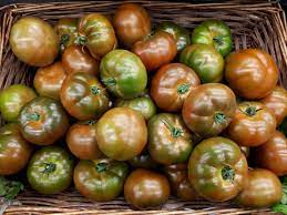 Tomatoes Otello